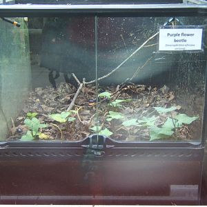 Purple Flower Beetle