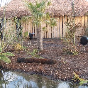 Double-wattled Cassowary