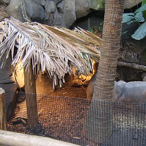 View of hidden heat lamps for Tortoises in Monsoon Forest