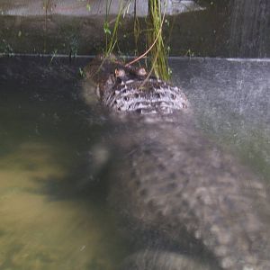 Albert the Bull American Alligator under waterfall