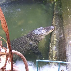 Nancy the American Alligator