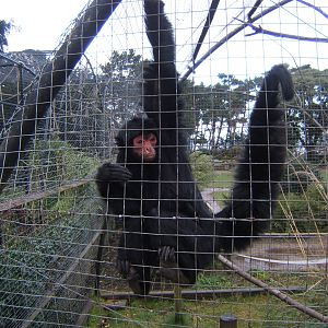 Red-faced Spider Monkey