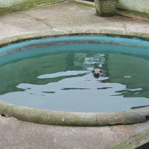 Rescued Grey Seal pup