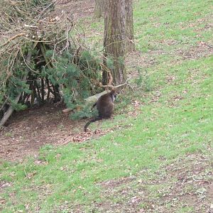 Swamp Wallaby