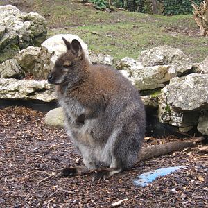 Red-necked Wallaby