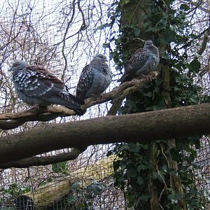 Speckled Pigeon`s