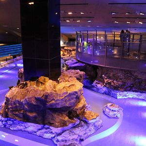 Part of the penguin enclosure - Sumida Aquarium, February 2016