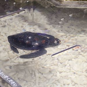 Young green turtle - Sumida Aquarium, February 2016