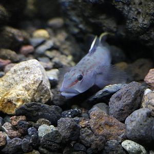 Freshwater goby - Sumida Aquarium, February 2016
