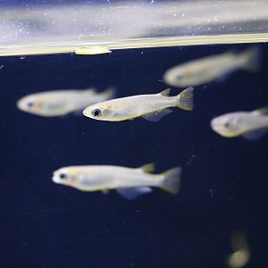 Ricefish - Sumida Aquarium, February 2016