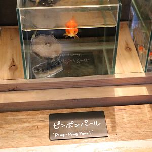 Ping Pong Pearl - Sumida Aquarium, February 2016