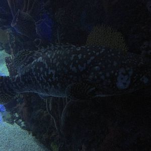 giant grouper acuario inbursa