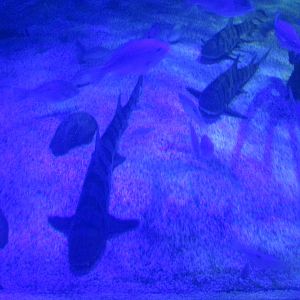 leopard sharks acuario inbursa