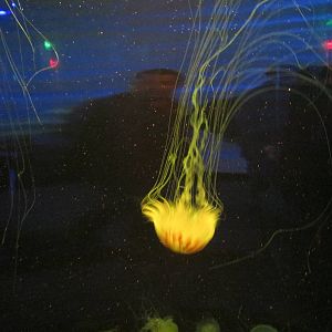 sea nettle acuario inbursa