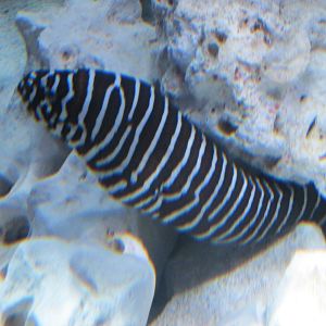 zebra moray acuario inbursa
