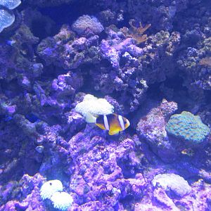 clownfish acuario inbursa