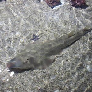guitarfish acuario inbursa