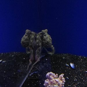 octopus acuario inbursa