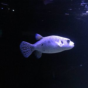 pufferfish acuario inbursa