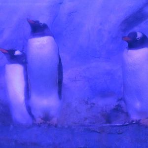 gentoo penguins acuario inbursa