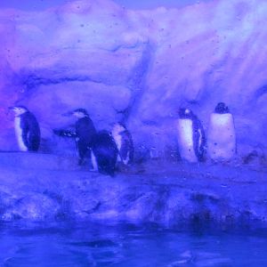 gentoo and chinstrap penguins acuario inbursa