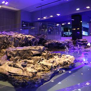 Penguin enclosure - Sumida Aquarium, February 2016