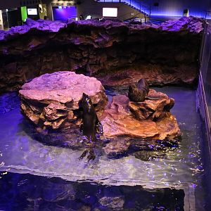 South American fur seal enclosure - Sumida Aquarium, February 2016
