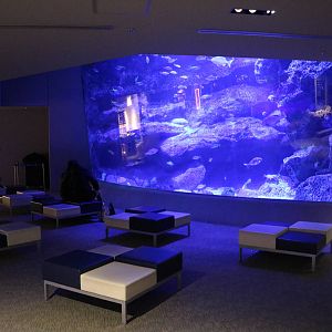 Tokyo tank viewing window - Sumida Aquarium, February 2016