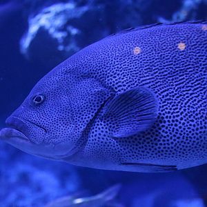 Speckled blue grouper - Sumida Aquarium, February 2016