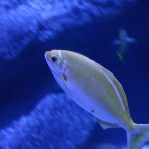 Yellow Pacific drummer - Sumida Aquarium, February 2016