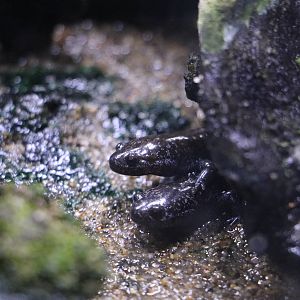 Tokyo salamander - Sumida Aquarium, February 2016