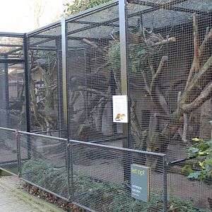 Enclosure Yellow-throated marten