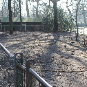 Enclosure Red-necked wallaby