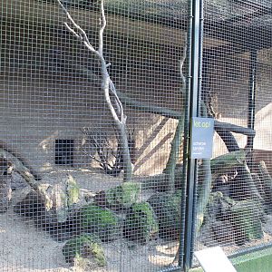 Out-door enclosure Black spider monkey