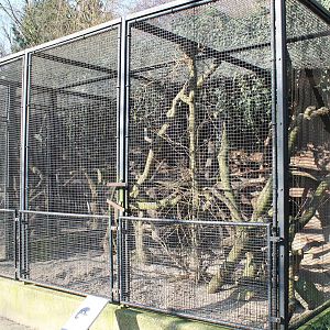 Out-door enclosure Binturong