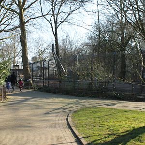 Enclosure African wild dog