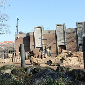 Asian elephant enclosure