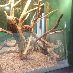 Indoor enclosure Cuban hutia