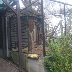 Outdoor enclosure Cuban hutia