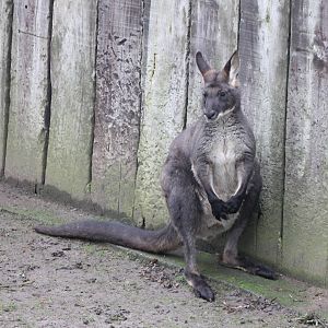Common wallaroo