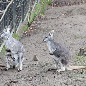 Common wallaroos with baby