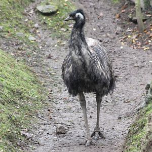 Emu