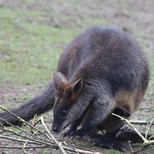 Swamp wallaby