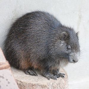 Cuban hutia