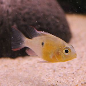 Mikrogeophagu altispinosus