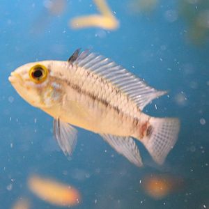 Apistogramma ID