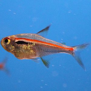 Red-line tetra