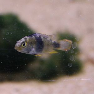 Apistrogramma nijsseni female
