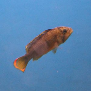 Apistrogramma nijsseni