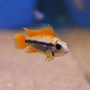 Apistrogramma cacatuoides male